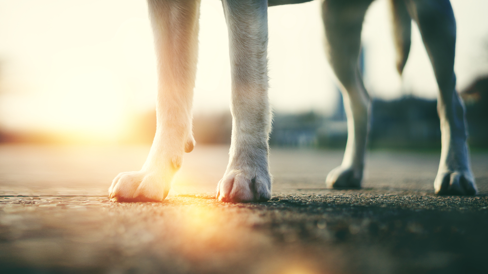 Too Hot to Trot: Protect Your Dog’s Paws This Summer