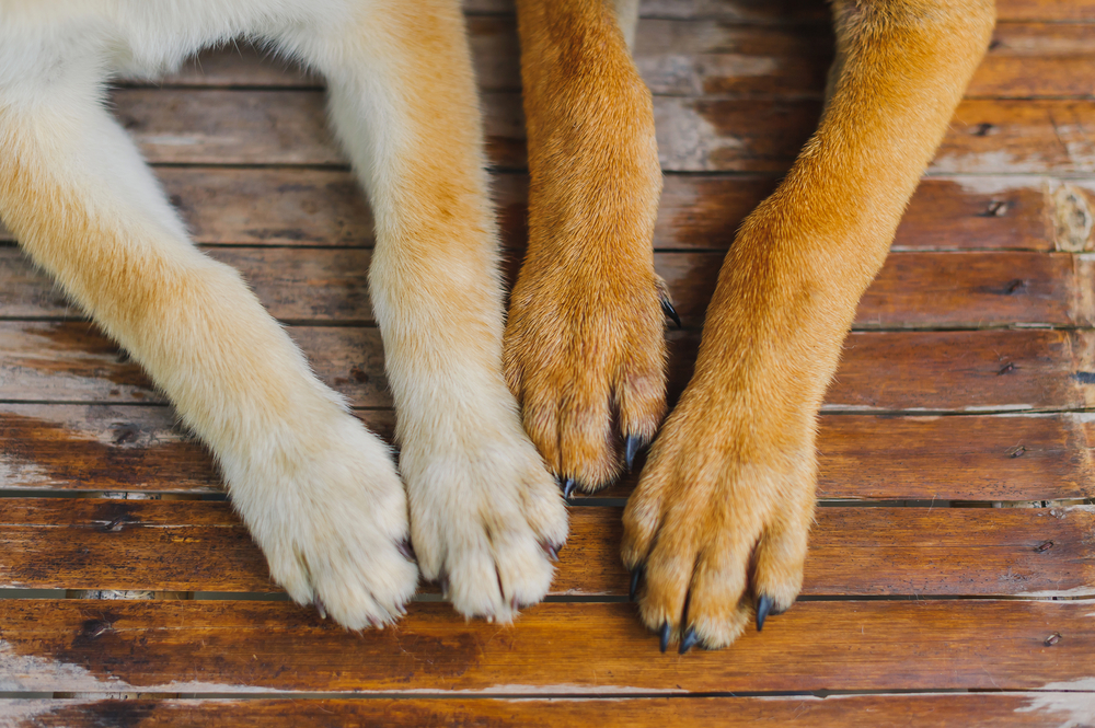 What to do When Your Dog has a Broken or Bleeding Nail?