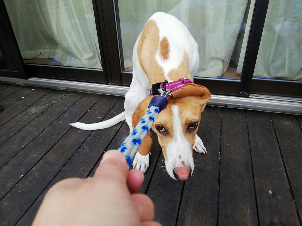 Anxious dog on walk